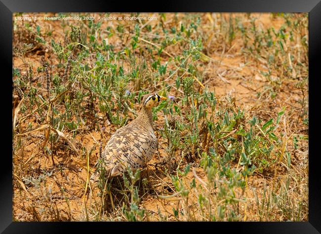 Black-Faced Sandgrouse Framed Print by Howard Kennedy