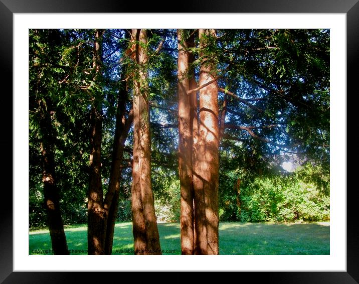 Sunlit Cedars Framed Mounted Print by Stephanie Moore