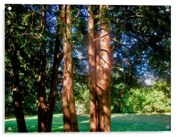 Sunlit Cedars Acrylic by Stephanie Moore