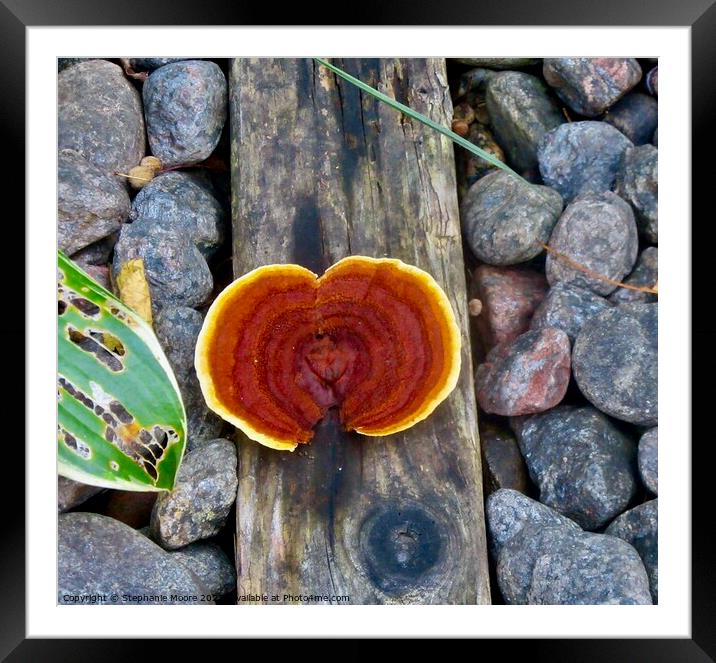 Colourful fungus Framed Mounted Print by Stephanie Moore