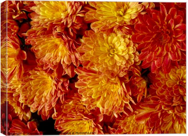 Orange Chrysanthemums Canvas Print by Stephanie Moore
