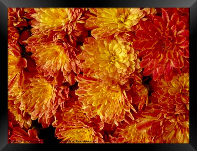 Orange Chrysanthemums Framed Print by Stephanie Moore