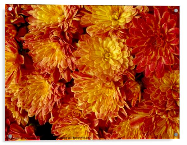 Orange Chrysanthemums Acrylic by Stephanie Moore