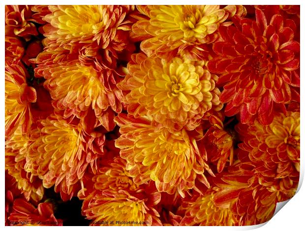 Orange Chrysanthemums Print by Stephanie Moore