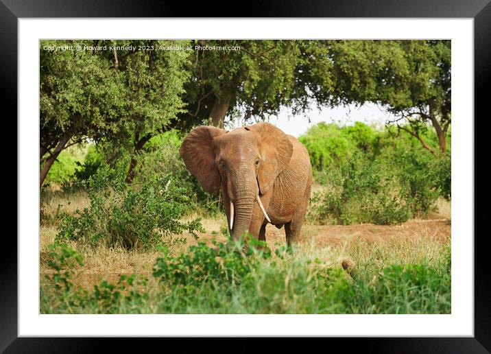 Elephant browsing Framed Mounted Print by Howard Kennedy