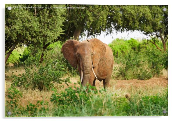 Elephant browsing Acrylic by Howard Kennedy