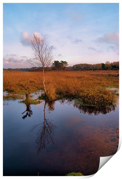 Solitary tree Print by Joanne Crockford