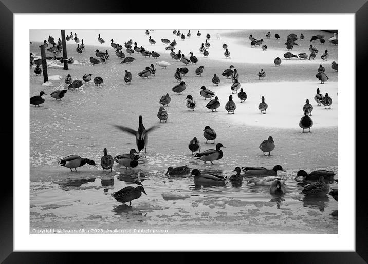 Ducks on The Ice  Framed Mounted Print by James Allen