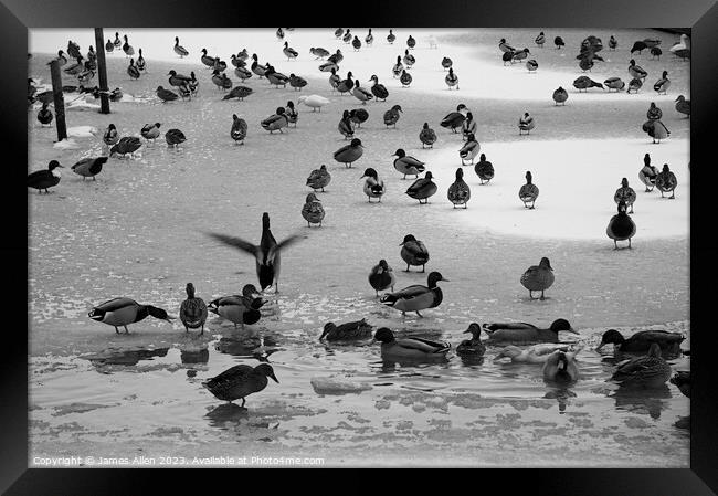 Ducks on The Ice  Framed Print by James Allen