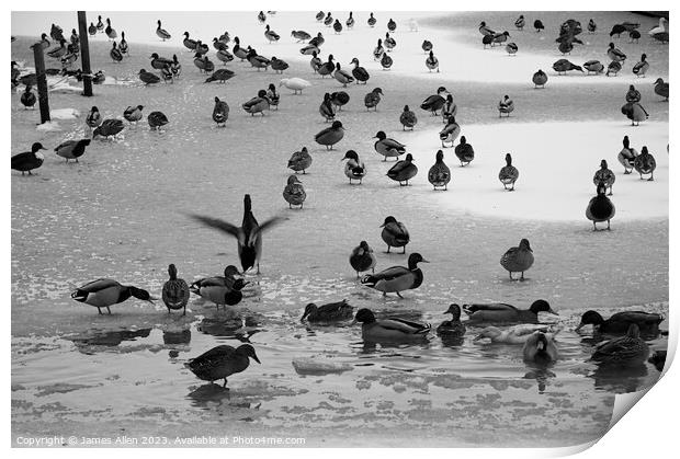 Ducks on The Ice  Print by James Allen