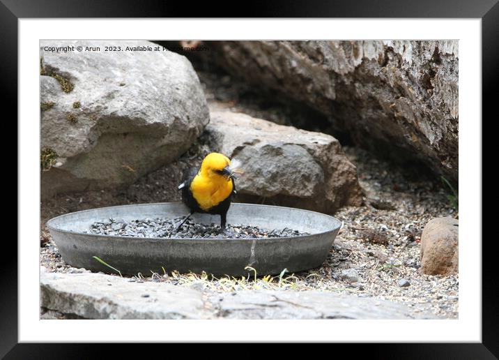 Yellow headed blackbird sitting on a rock  Framed Mounted Print by Arun 