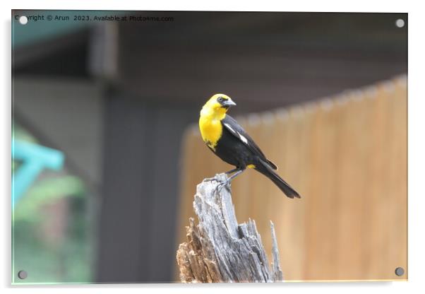Yellow headed blackbird sitting on a rock  Acrylic by Arun 