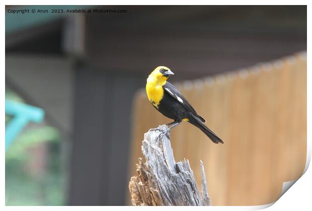 Yellow headed blackbird sitting on a rock  Print by Arun 