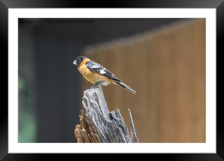 Bird sitting on a wooden stump Framed Mounted Print by Arun 