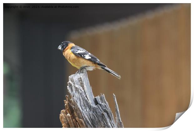 Bird sitting on a wooden stump Print by Arun 