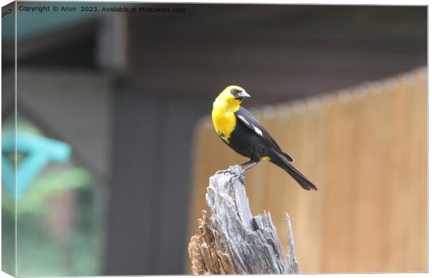 Yellow headed blackbirds Canvas Print by Arun 