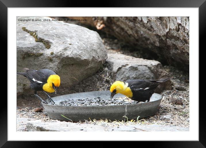 Yellow headed blackbirds Framed Mounted Print by Arun 