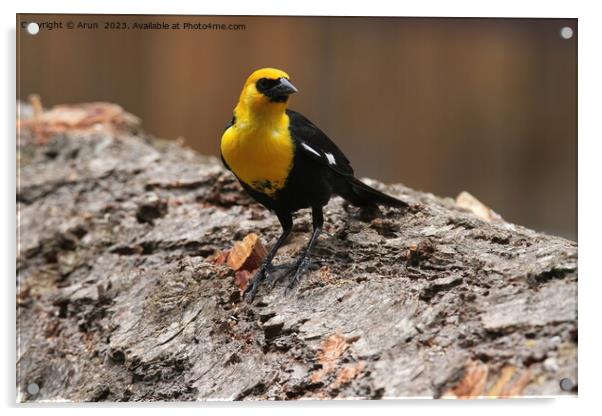 Yellow headed blackbirds Acrylic by Arun 