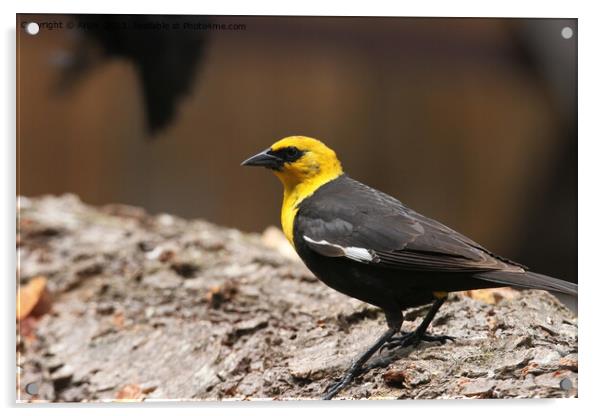 Yellow headed blackbirds Acrylic by Arun 