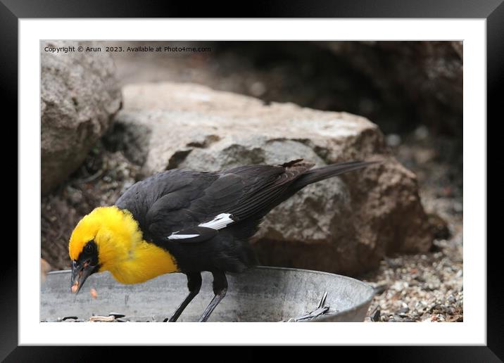 Yellow headed blackbirds Framed Mounted Print by Arun 