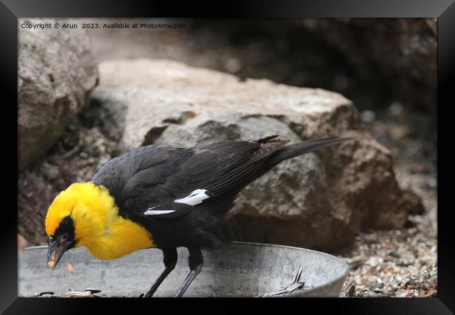 Yellow headed blackbirds Framed Print by Arun 