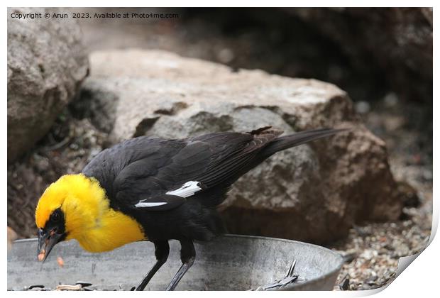 Yellow headed blackbirds Print by Arun 