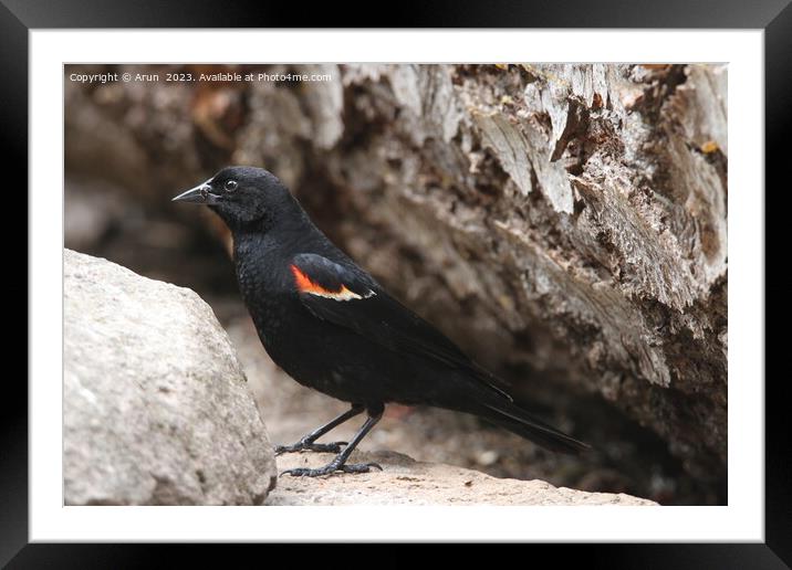 Red winged black bird Framed Mounted Print by Arun 