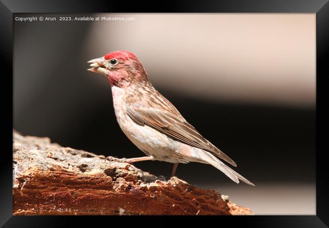 Finch at wildlife reserve Framed Print by Arun 