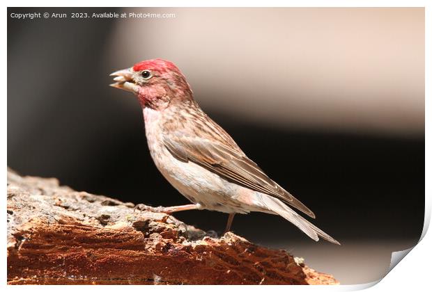 Finch at wildlife reserve Print by Arun 