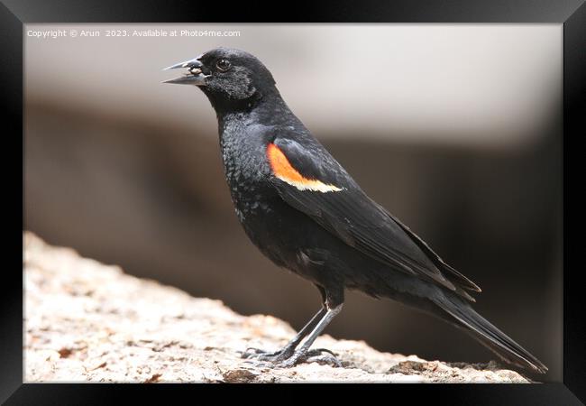 Red winged black bird Framed Print by Arun 