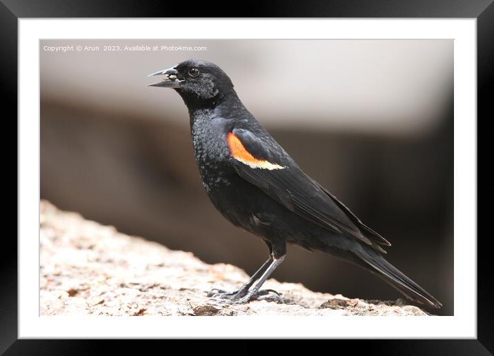 Red winged black bird Framed Mounted Print by Arun 