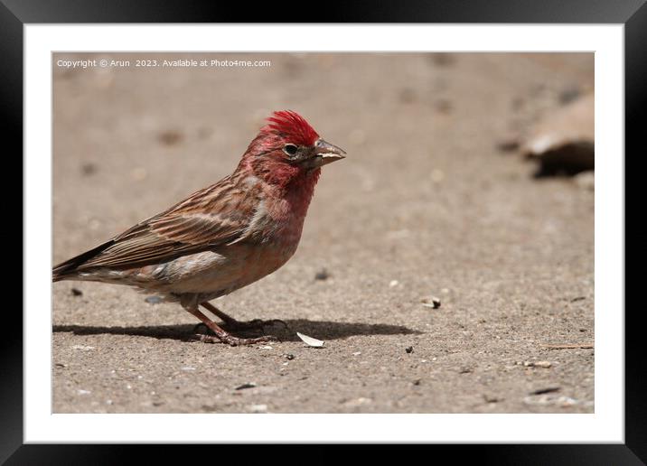 Finch at wildlife reserve Framed Mounted Print by Arun 