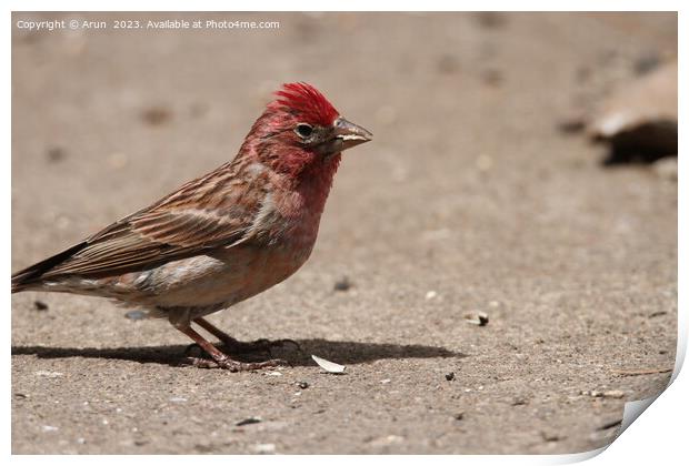 Finch at wildlife reserve Print by Arun 
