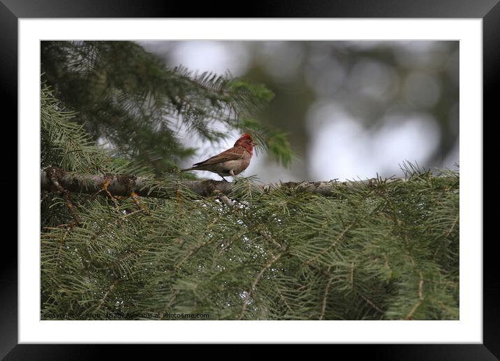 Finch at wildlife reserve Framed Mounted Print by Arun 
