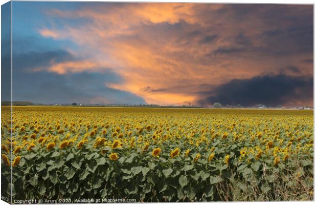 Sunflowers in the field Canvas Print by Arun 