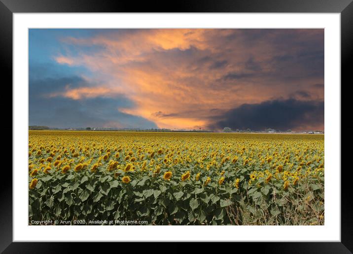 Sunflowers in the field Framed Mounted Print by Arun 