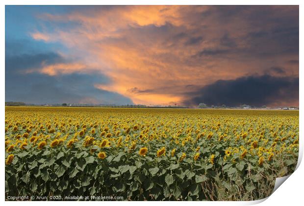Sunflowers in the field Print by Arun 