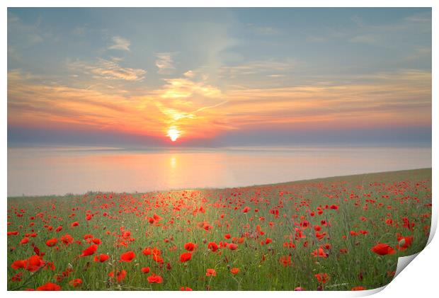 Yorkshire Coast Poppy Field Print by Alison Chambers