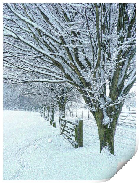 Country Lane in Winter  Print by Charlotte Radford
