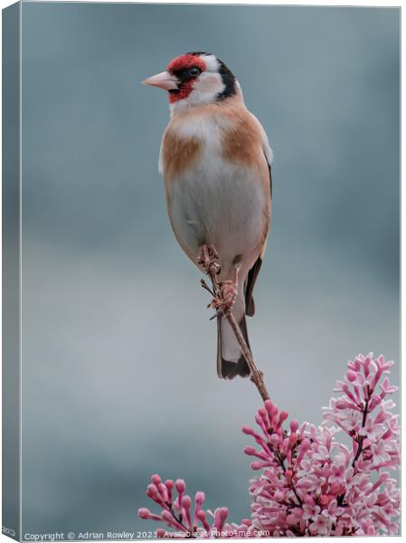 Delicate beauty of the Goldfinch Canvas Print by Adrian Rowley