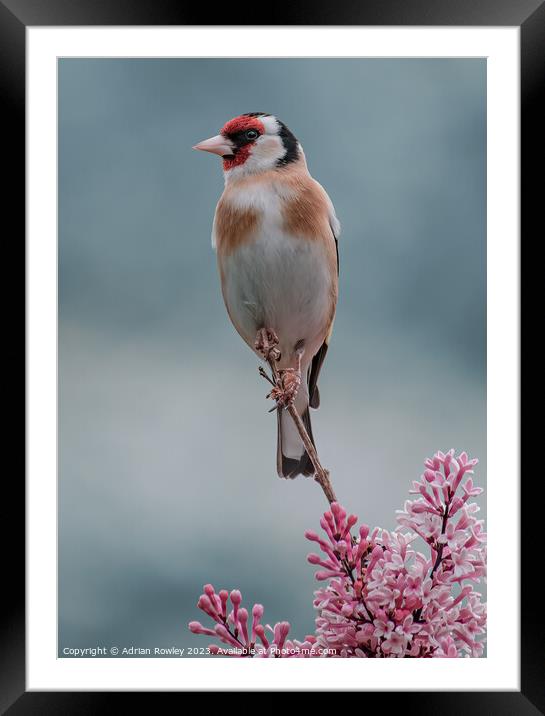 Delicate beauty of the Goldfinch Framed Mounted Print by Adrian Rowley