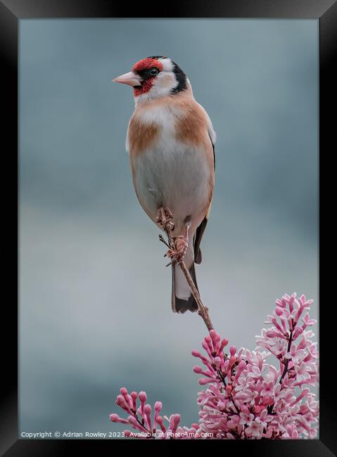 Delicate beauty of the Goldfinch Framed Print by Adrian Rowley