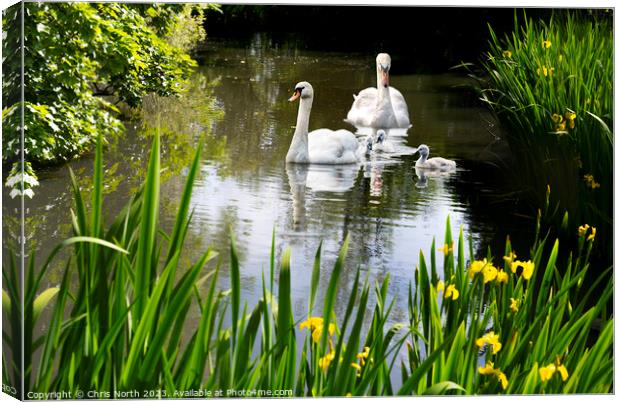 Swan Family in spring sunshine. Canvas Print by Chris North
