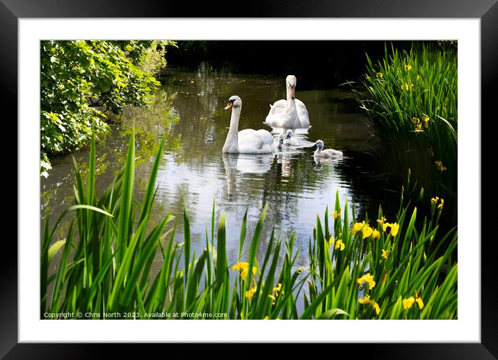 Swan Family in spring sunshine. Framed Mounted Print by Chris North