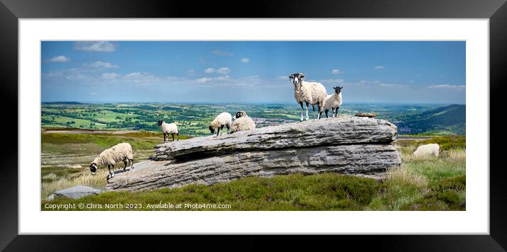 Sheep enjoying Summer sunshine in the Yorkshire Dales Framed Mounted Print by Chris North