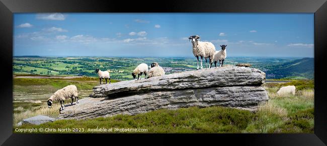 Sheep enjoying Summer sunshine in the Yorkshire Dales Framed Print by Chris North