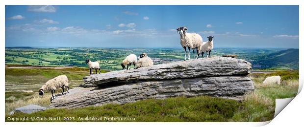 Sheep enjoying Summer sunshine in the Yorkshire Dales Print by Chris North
