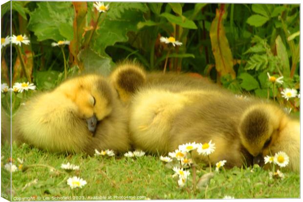 Young Goslings Asleep on the bank of a Lake  Canvas Print by Les Schofield
