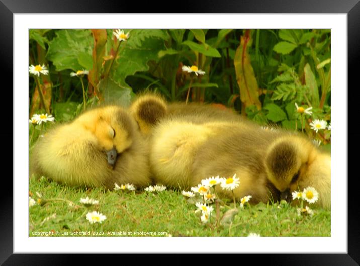 Young Goslings Asleep on the bank of a Lake  Framed Mounted Print by Les Schofield