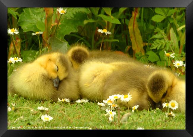 Young Goslings Asleep on the bank of a Lake  Framed Print by Les Schofield